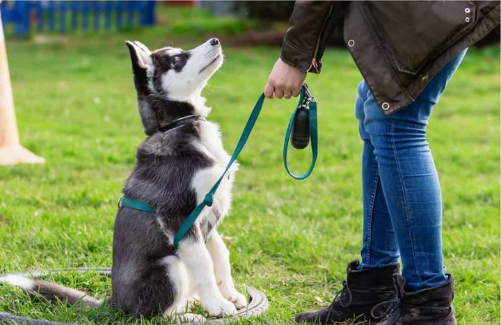 How to Make a Career in Pet Training: Read about Specialties to Consider