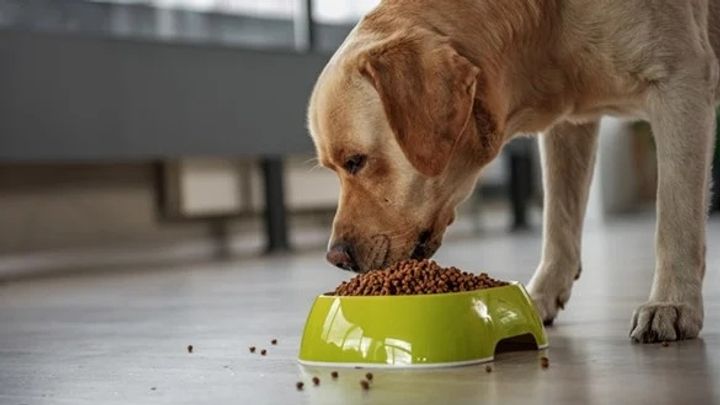 Your Comprehensive Guide to Pet Food