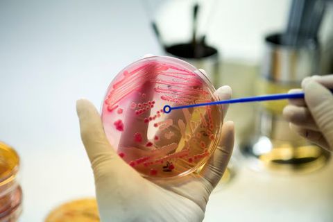 Antibody Production in the Immune System: Overview, Basics, and Key Facts