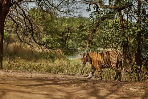 Discover Safari Lodges: Tips, Suggestions, and Nature Travel Ideas