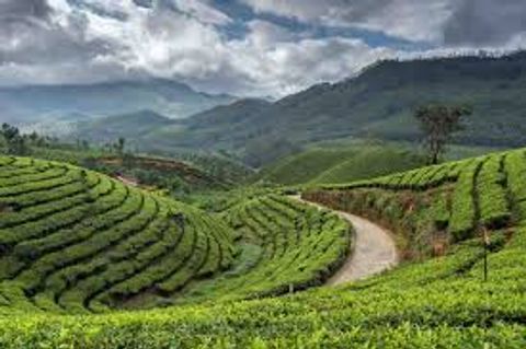 Munnar vs Ooty: A Comparative Travel Guide